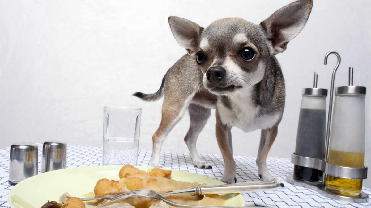 Illustration : "Peut-on donner les restes de table à son chien ?"