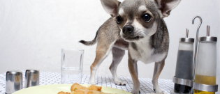 Illustration : "Peut-on donner les restes de table à son chien ?"