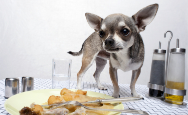 Illustration : "Peut-on donner les restes de table à son chien ?"