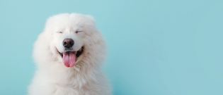 Illustration : "Les flatulences chez le chien"