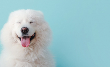Illustration : "Les flatulences chez le chien"