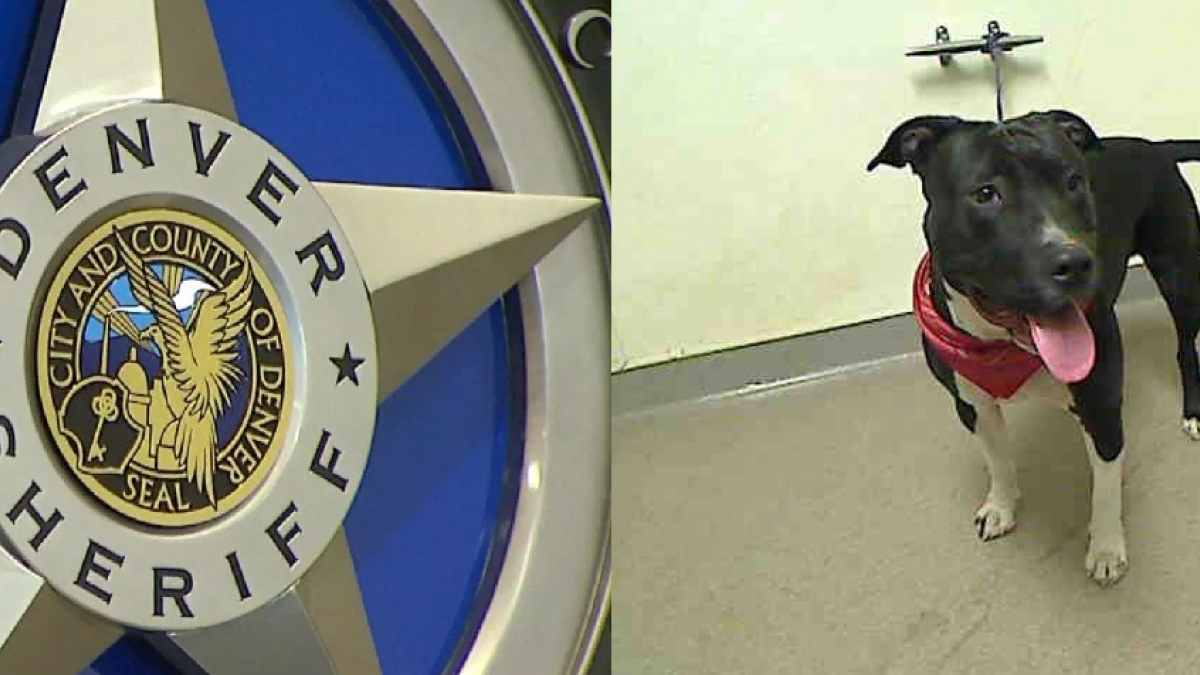 Illustration : "Etats-Unis : des adjoints du shérif aident un détenu à garder sa chienne"