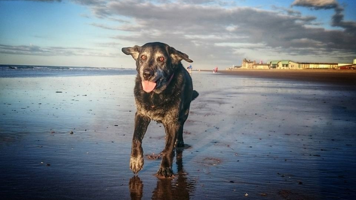 Illustration : "Cette dernière photo de Jessie jouant sur la plage a ému les internautes"