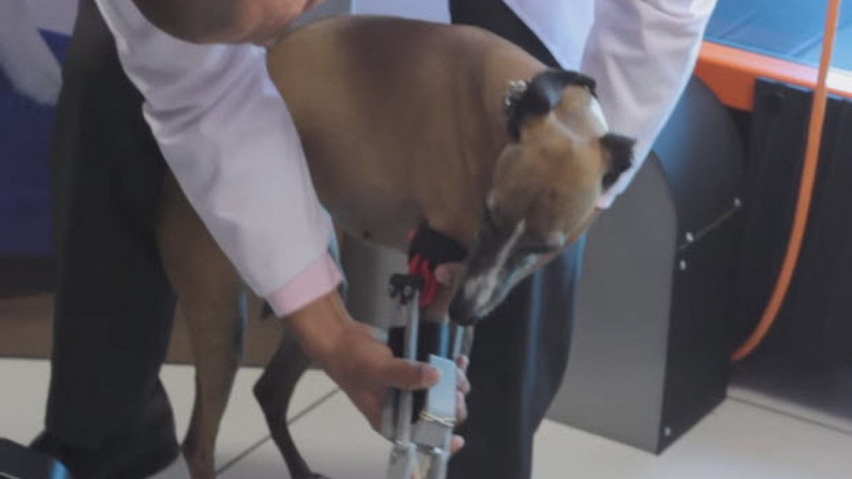 Illustration : "Pour la première fois au Mexique, un chien se fait poser une prothèse de patte imprimée en 3D"