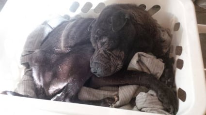 Illustration : A Morbecque, dans le Nord : un chien au bord de la mort trouvé dans la forêt