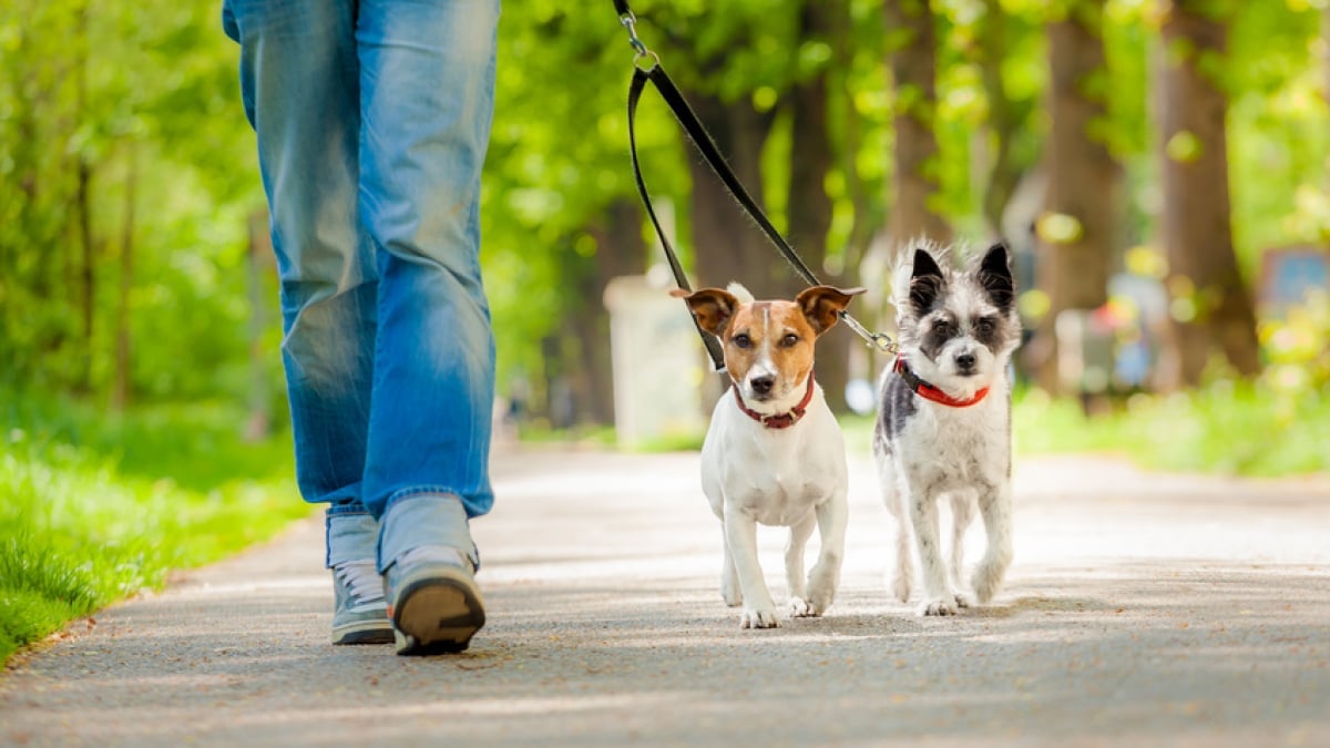 Laisse pour Chien, Laisse de Marche pour Animaux de Compagnie avec