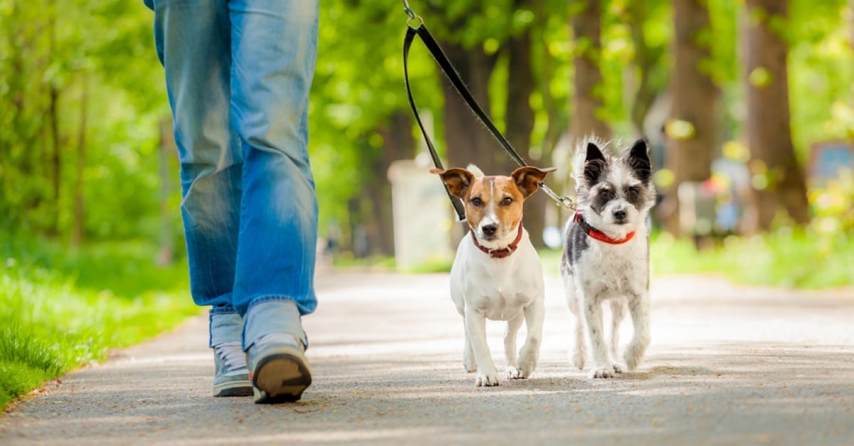Comment faire pour empêcher son chien de tirer en laisse