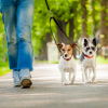 Illustration : Emp&ecirc;cher son chien de tirer en laisse