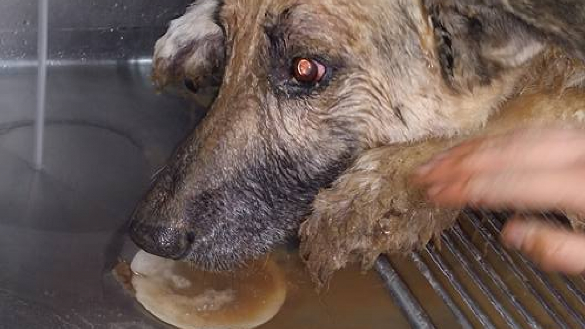 Illustration : "Un chien secouru après avoir passé 3 jours dans un trou rempli de boue"