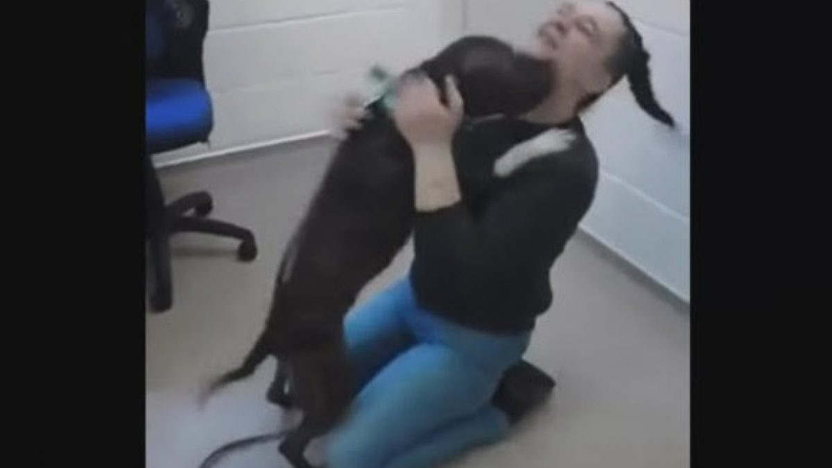 Illustration : "La réaction de ce chien qui retrouve sa maman 2 mois après en avoir été séparé"