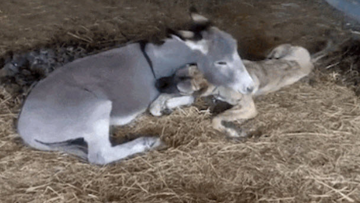 Illustration : "Atteinte d'une maladie neurologique, cette chienne a trouvé du réconfort auprès d'un âne !"