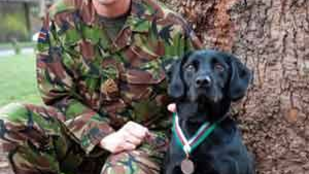 Illustration : "Un ancien maître-chien de l’armée rend le plus bel hommage à son coéquipier décédé"