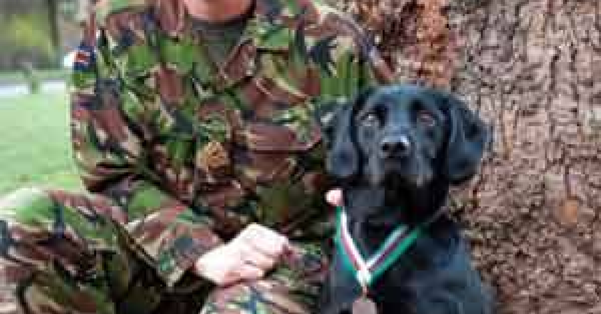 Un ancien maîtrechien de l’armée rend le plus bel hommage