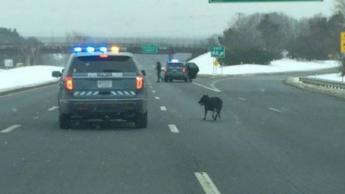 Illustration : "Etats-Unis : la police sauve un chien qui s’était retrouvé au milieu d’une autoroute"