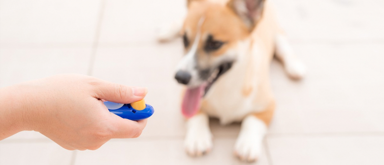 Illustration : "Eduquer son chien au clicker"