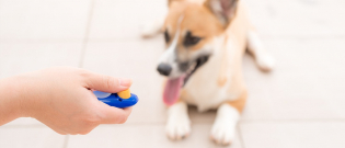 Illustration : "Eduquer son chien au clicker"