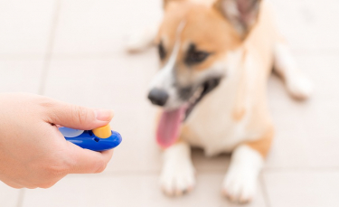 Illustration : "Eduquer son chien au clicker"