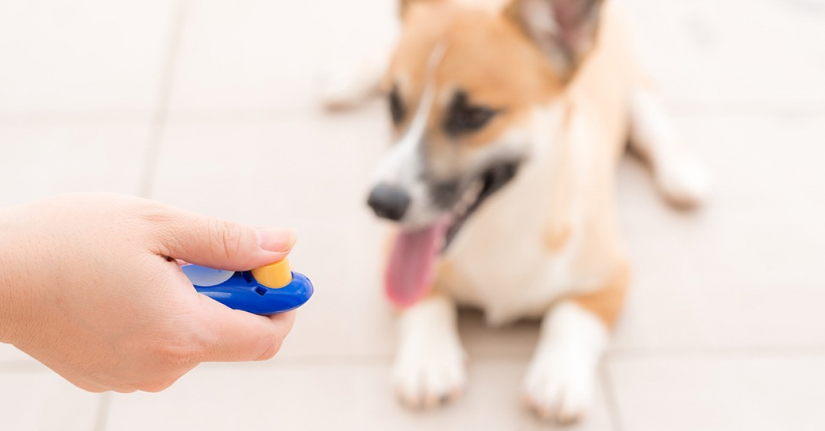 Comment éduquer son chien avec un sifflet à ultrason ?