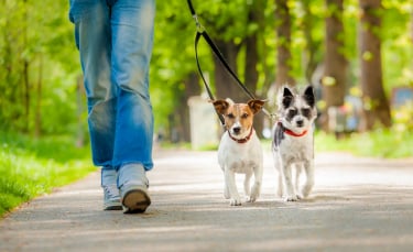 Illustration : "Apprendre à son chien à marcher en laisse"