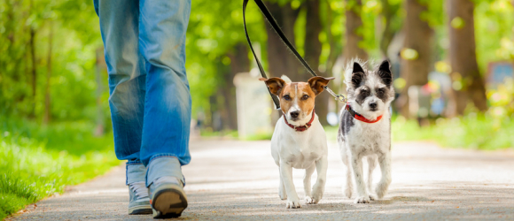 Illustration : "Apprendre à son chien à marcher en laisse"