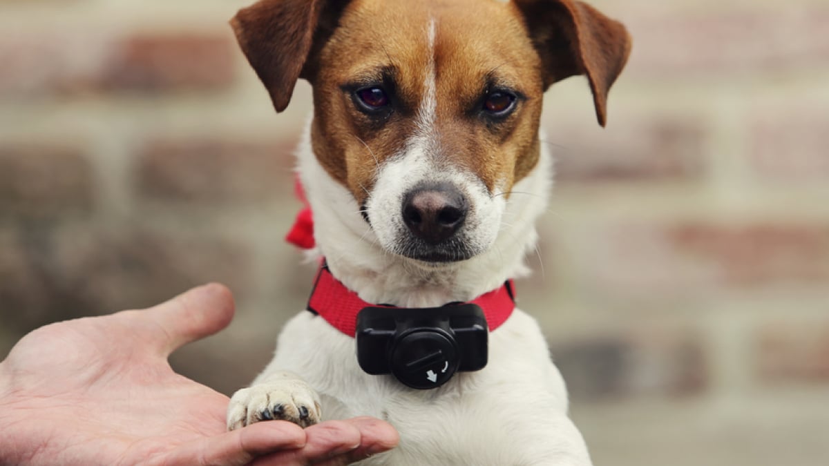 Sonnettes pour chien pour l'apprentissage de la propreté avec