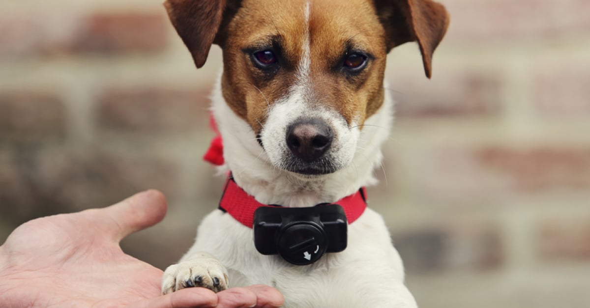 Le Collier Electrique Pour Chien Principe Et Risques Le Collier Electrique Pour Chien Principe Et Risques