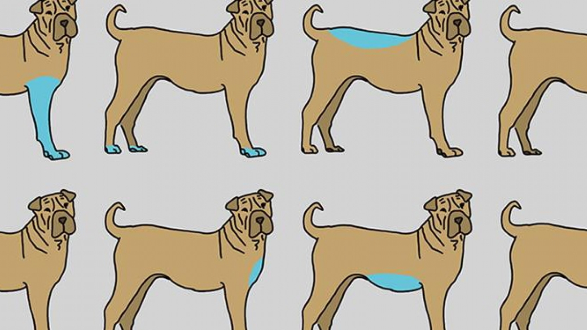 Illustration : "9 parties du corps de votre chien à masser pour contribuer à son bien-être"