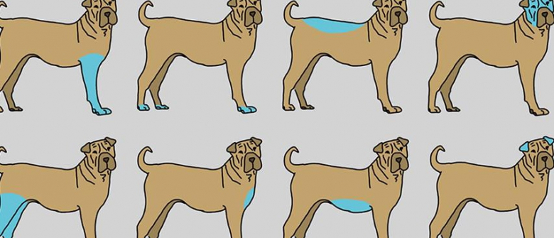 Illustration : "9 parties du corps de votre chien à masser pour contribuer à son bien-être"