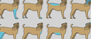 Illustration : "9 parties du corps de votre chien à masser pour contribuer à son bien-être"