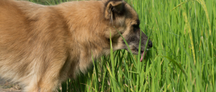 Illustration : "Pourquoi mon chien mange-t-il de l'herbe ?"