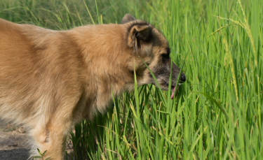 Illustration : "Pourquoi mon chien mange-t-il de l'herbe ?"