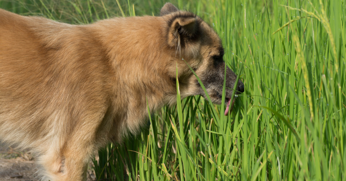 Mon Chien Mange De Lherbe Et Vomi