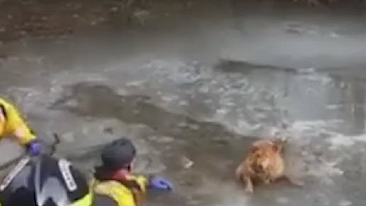 Illustration : "Etats-Unis : un chien sauvé par les pompiers de Fairfax après être tombé dans un lac gelé (vidéo)"