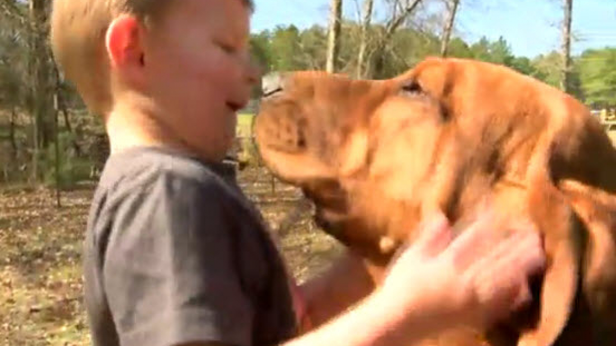 Illustration : "Louisiane : une chienne retrouve un enfant perdu"