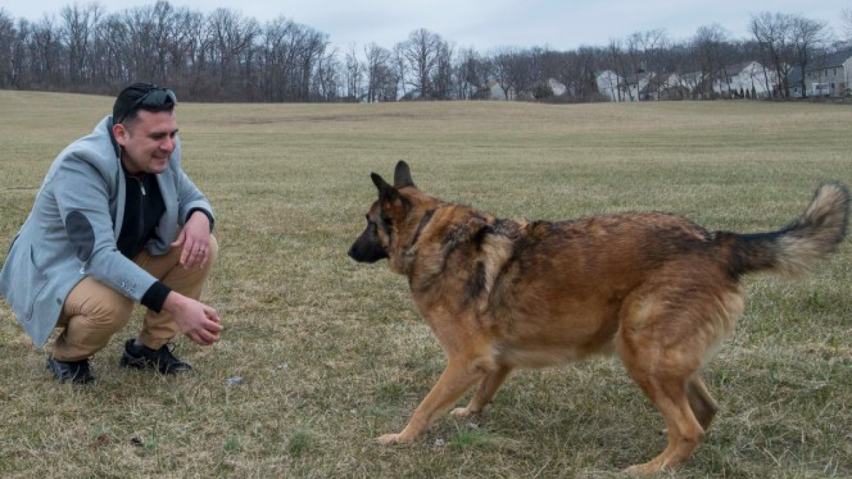 Illustration : "Un ancien militaire retrouve son chien de guerre grâce à sa nouvelle propriétaire !"