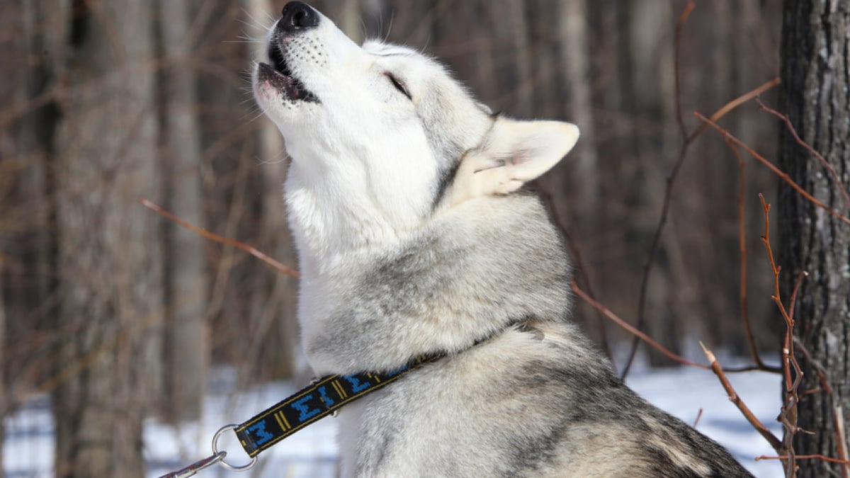 Pourquoi mon chien fait-il le loup ? : significations