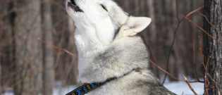 Illustration : "Pourquoi mon chien fait-il le loup ?"