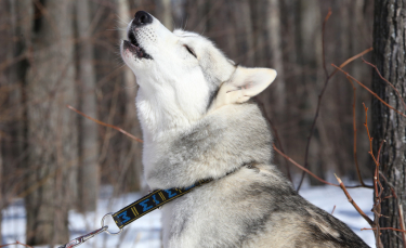 Illustration : "Pourquoi mon chien fait-il le loup ?"
