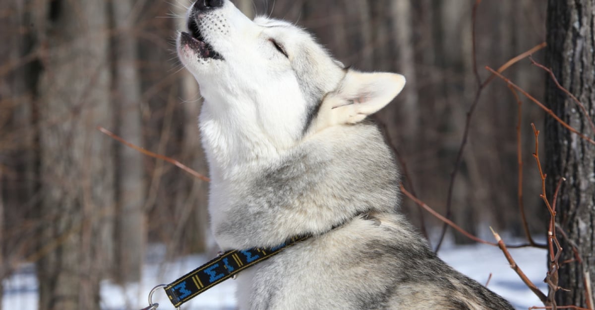 Pourquoi mon chien fait-il le loup ? : significations