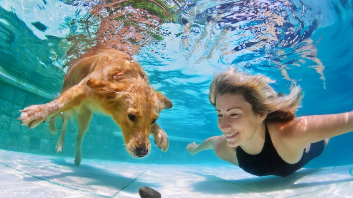 Illustration : "Apprendre à son chien à nager"