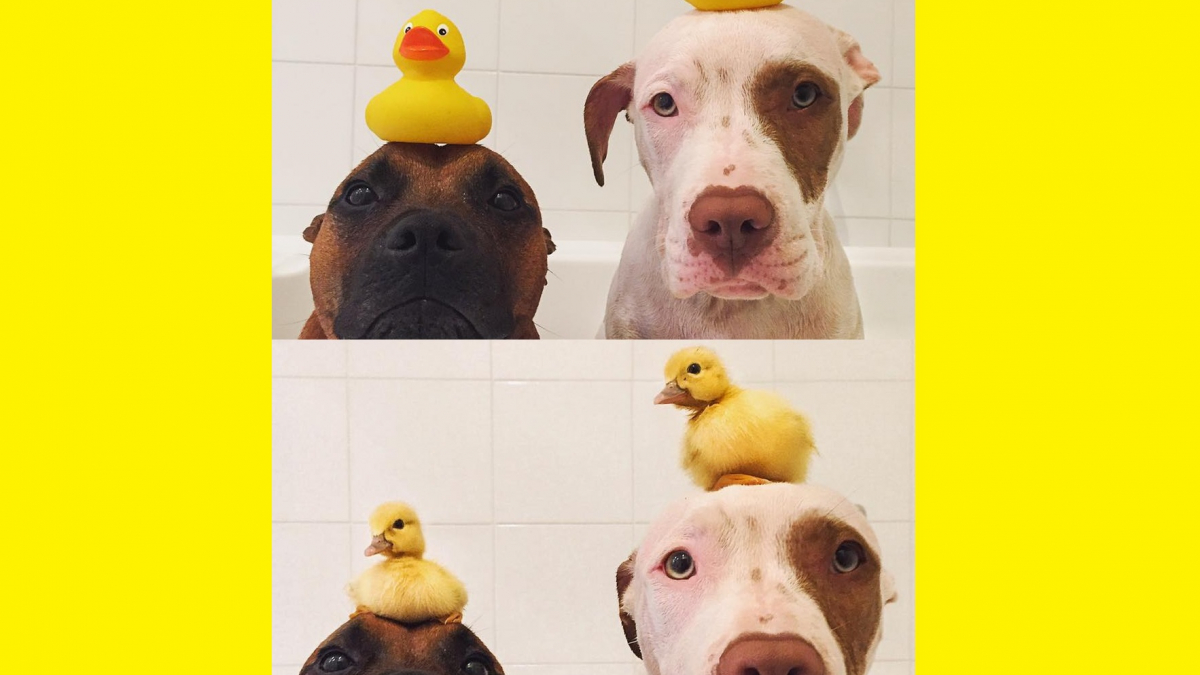 Illustration : "Après les faux canards, ces chiens se sont liés d’amitié avec des vrais"