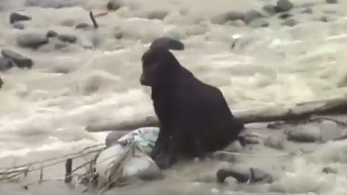 Illustration : "Pérou : un chien sauvé au milieu d’un fleuve en crue !"