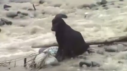 Illustration : Pérou : un chien sauvé au milieu d’un fleuve en crue !