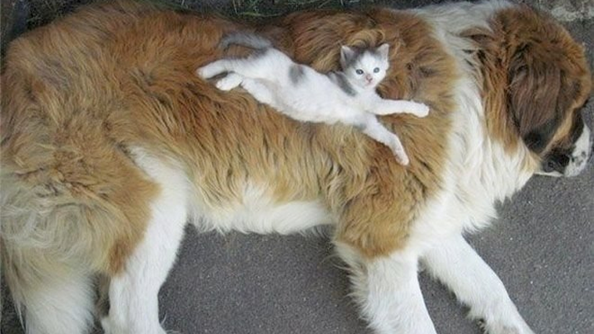 Illustration : "14 chats qui ont pris leurs amis chiens pour des lits"