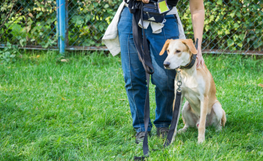 Illustration : "Le collier étrangleur pour chien"