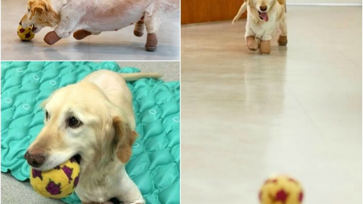 Illustration : "De l’abattoir à l’adoption : l’incroyable destinée d’une chienne sans pattes"