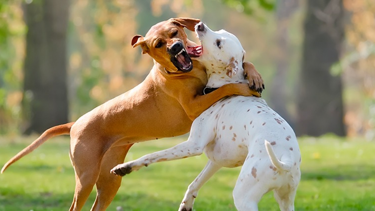 Illustration : "Interrompre un combat de chiens"