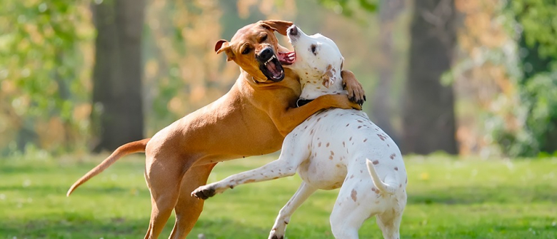 Illustration : "Interrompre un combat de chiens"