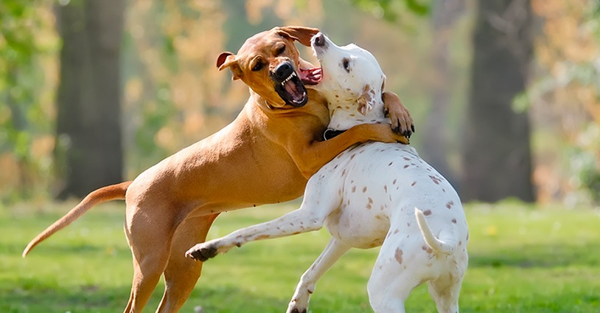 Comment Interrompre Une Bagarre De Chiens Nos Conseils Pour Bien Reagir Comment Interrompre Une Bagarre De Chiens Nos Conseils Pour Bien Reagir