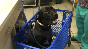 Illustration : Une navette sur mesure improvisée pour ce chien hospitalisé